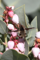 Bombylius major