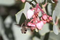 Bombylius major