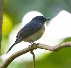 Cyornis tickelliae