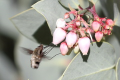 Bombylius major