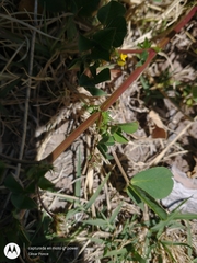 Medicago polymorpha