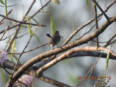Muscicapa sibirica