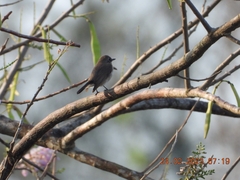 Muscicapa sibirica