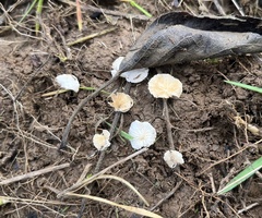 Panellus mitis