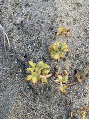 Glehnia littoralis