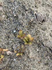 Glehnia littoralis