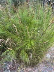 Baloskion tetraphyllum