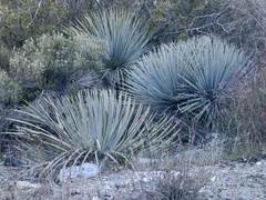 Hesperoyucca whipplei