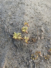 Glehnia littoralis