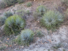 Hesperoyucca whipplei