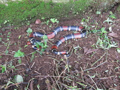 Micrurus surinamensis