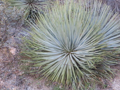 Hesperoyucca whipplei