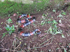 Micrurus surinamensis