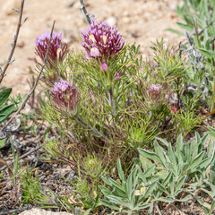 Castilleja exserta