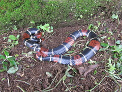 Micrurus surinamensis