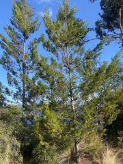 Callitris rhomboidea