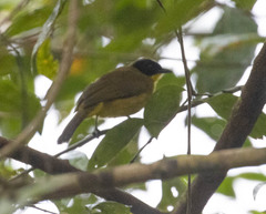 Rubigula melanicterus