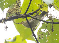 Phylloscopus trochiloides