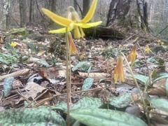 Erythronium americanum
