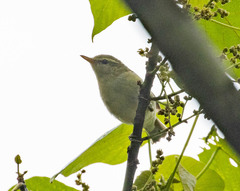 Phylloscopus trochiloides