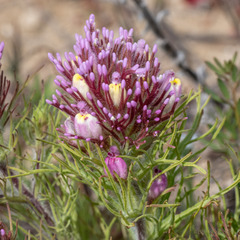 Castilleja exserta