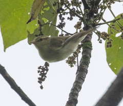 Phylloscopus trochiloides