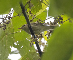 Phylloscopus trochiloides