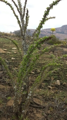 Euphorbia didiereoides image