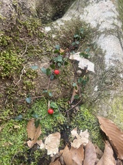 Erythronium americanum