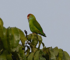 Loriculus beryllinus