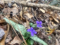 Erythronium americanum