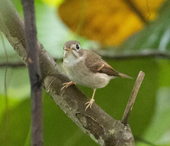 Muscicapa muttui