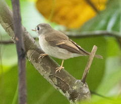 Muscicapa muttui