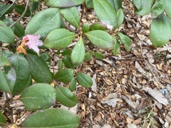 Erythronium americanum
