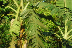 Musa acuminata