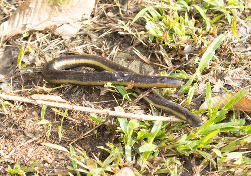 Ceylon Caecilian, Ichthyophis glutinosus