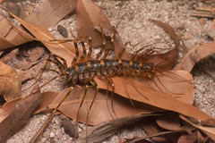 Parascutigera