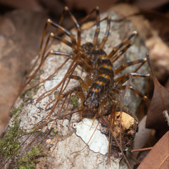 Parascutigera
