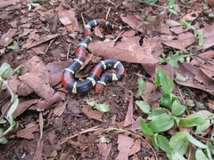 Micrurus surinamensis