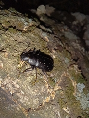 Alobates pensylvanicus