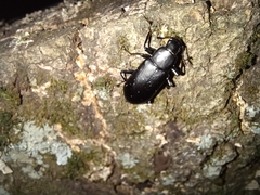 Alobates pensylvanicus