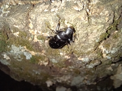 Alobates pensylvanicus