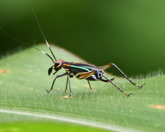 Phylloscyrtus