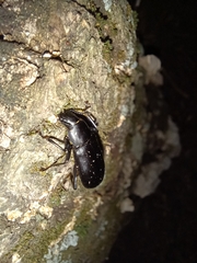 Alobates pensylvanicus