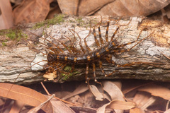 Parascutigera