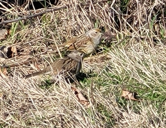 Zonotrichia atricapilla