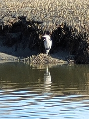 Ardea herodias