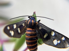 Amata passalis