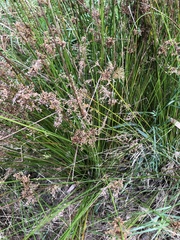 Juncus usitatus