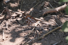 Dione vanillae maculosa